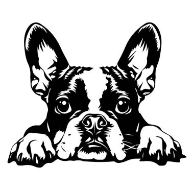 Sevimli Fransız Bulldog Siyah ve Beyaz Yüzeyden Bakıyor