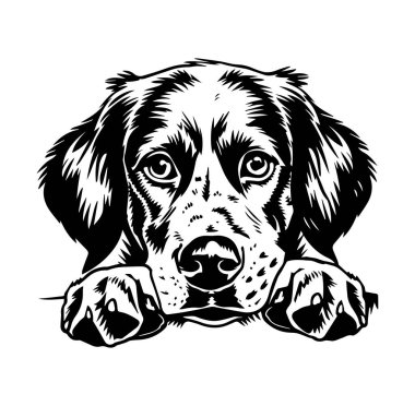 Çekici Köpek Surat, İfade Eden Gözler ve Sarkık Kulaklar