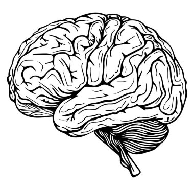 İnsan Beyin Anatomisi 'nin Siyah ve Beyaz İllüstrasyonu