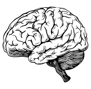 Siyah-Beyaz İnsan Beyni Detaylı ResimleriName