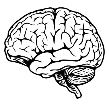 İnsan Beyninin Anatomik Özellikleri Detaylı ResmiComment