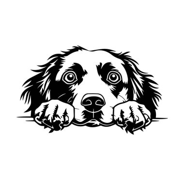 Hüzünlü İfadeli Siyah ve Beyaz Köpek Fotoğrafı