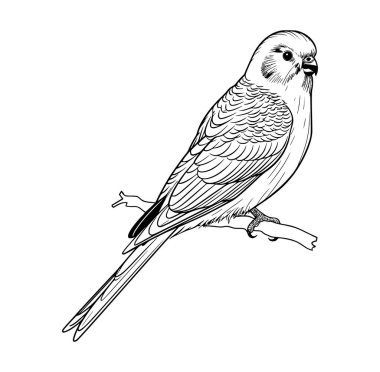 Bir şubeye tünemiş bir Budgerigar 'ın detaylı tasviri