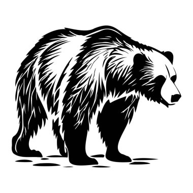 Görkemli Boz Ayının Doğal Yaşam Alanında Yürüyüşünün Ayrıntılı Siyah ve Beyaz Silüeti