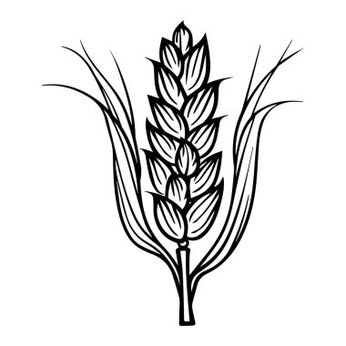 Yapraklı ve Sapıklı Buğday Bitkisinin Klasik Tarz Resimleri, Tarım Temaları İçin İdeal