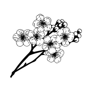 Narin Çiçek Dalında Beyaz Çiçekler Siyah ve Beyaz Sanatsal ve Doğa Tasarımları Çizimi