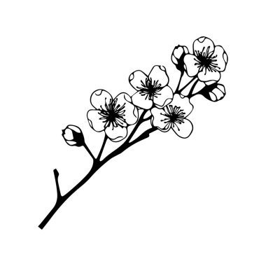 Kiraz Çiçekleri ve Sanatsal Amaçlar İçin Tomurcuklanan Kiraz Çiçeklerinin Zarif Siyah ve Beyaz İllüstrasyonu