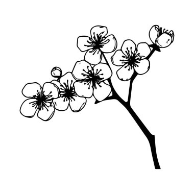 Kiraz çiçeğinin narin yaprakları ve botanik ve sanatsal arka planlar için ayrıntılı detaylarıyla el çizimi.