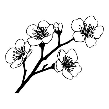 Kiraz Çiçeği dalının narin siyah ve beyaz tasviri Güzel Çiçek Detayları ve Zarif Yaprakları