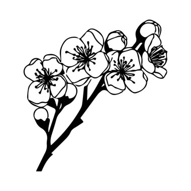 Narin taç yaprakları ve tomurcukları olan Kiraz Çiçekleri 'nin Zarif Siyah ve Beyaz İllüstrasyonu
