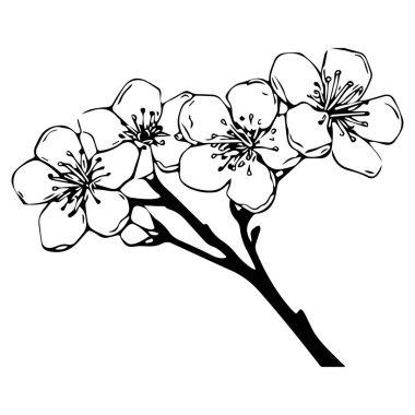 Minimalist Sanat ve Tasarım Projeleri için Siyah ve Beyaz Kiraz Çiçeği İllüstrasyonu