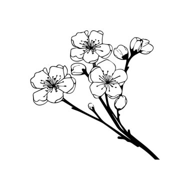 Minimalist Siyah ve Beyaz Sanat ve Dekor Tasarımı dalında Kiraz Çiçekleri ve Tomurcukları ile Narin Özet