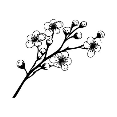 Çiçekleri ve tomurcukları minimalist arkaplanda olan kiraz çiçeklerinin narin siyah beyaz çizimi