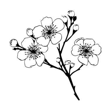 Saf Beyaz Arkaplan 'da Güzel Çiçekler ve Buds' la Kiraz Çiçeği dalının zarif el çizimi resmi.