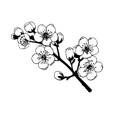 Zarif Siyah ve Beyaz Çiçek İllüstrasyonunda Tomurcukları ve Çiçekleri Olan Kiraz Çiçeği Dalları