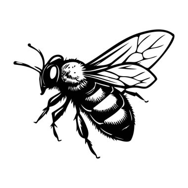 Ayrıntılı Kanat Tasarımı ve Gerçekçi Vücut Özellikleri Olan Siyah ve Beyaz Bal Arısı Çizimi