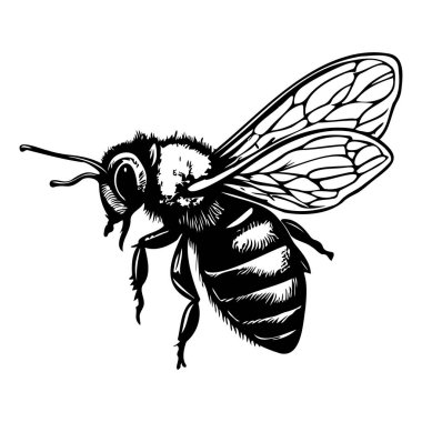 Doğa ve Böcek Temalı Projeler İçin Karmaşık Kanatları ve Vücut Dokusuna sahip Bir Arının Detaylı Resmedilmesi