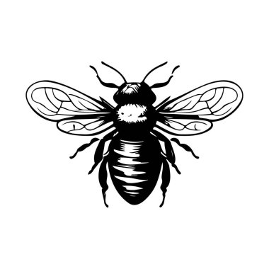 Karmaşık Özellikleri ve Dokuları Olan Siyah ve Beyaz Tasarımlı Bir Bal Arısının Detaylı Çizimi