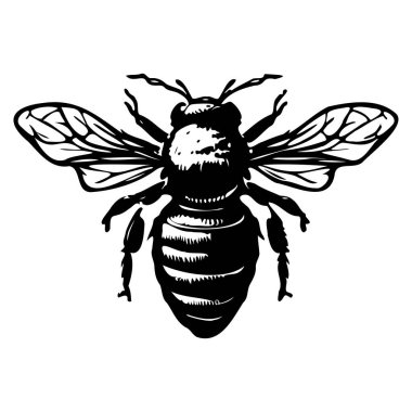 Sanatsal ve Eğitimsel Kullanım İçin Karmaşık Kanatlı ve Vücut Özellikleri Olan Bir Arının Detaylı Siyah ve Beyaz ResmiComment