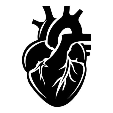 Tıbbi ve Sanatsal Kullanım İçin Detaylı Anatomi ve Vasküler Yapılarla İnsan Kalbinin Siyah ve Beyaz Resmedilmesi