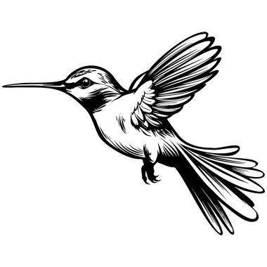 Uçuşun ortasında tüylerini ve zarif kanatlarını sergileyen bir sinekkuşunun zarif siyah beyaz çizimi.
