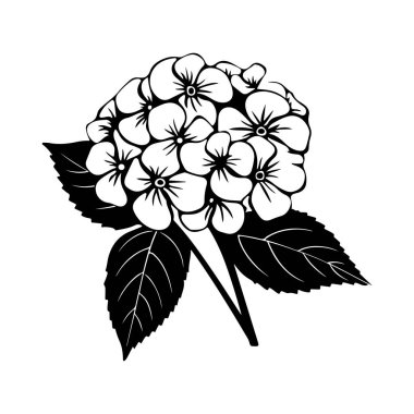 Ayrıntılı Yaprakları ve Yaprakları Olan Çiçek Çiçeğinin Siyah ve Beyaz ResimleriName