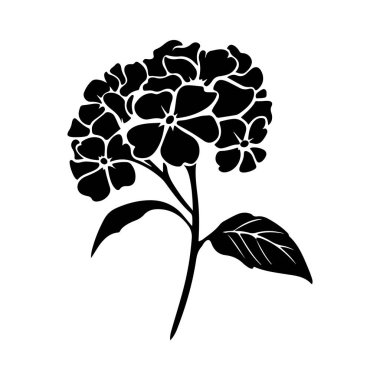 Ayrıntılı Yapraklar ve Siyah Yapraklarla Bir Ortanca Çiçeğinin Zarif Silueti Beyaz Arkaplanda