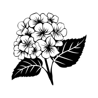 Çiçek açan bir ortanca bitkisinin, sanatsal tasarımlar için ideal, detaylı yaprakları ve çiçek yapraklarıyla siyah ve beyaz çizimi