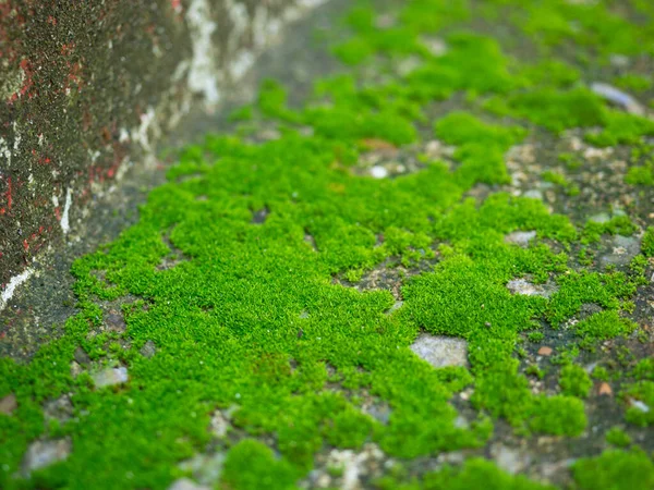 苔藓绿色 自然质地和表面背景 — 图库照片