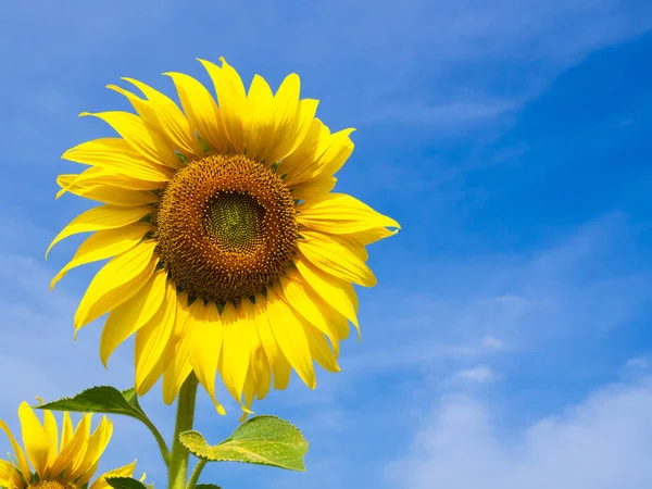 sunflower flower on a sunflower field against a blue sky background.