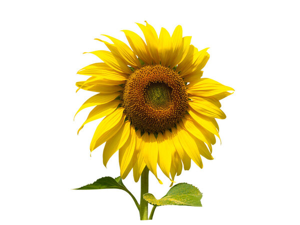Sunflower flower isolated on white background. (This has clipping path)    