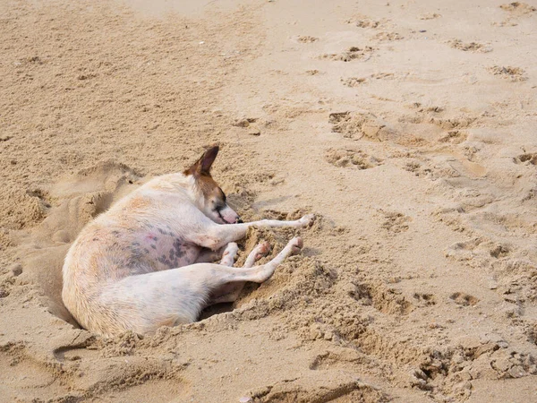 Hund Liegt Sand Meer — Stockfoto