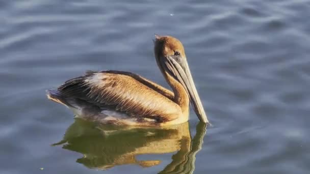American Brown Pelican Επιπλέουν Στο Κόλπο Της Νάπολης Φλόριντα Καστανός — Αρχείο Βίντεο