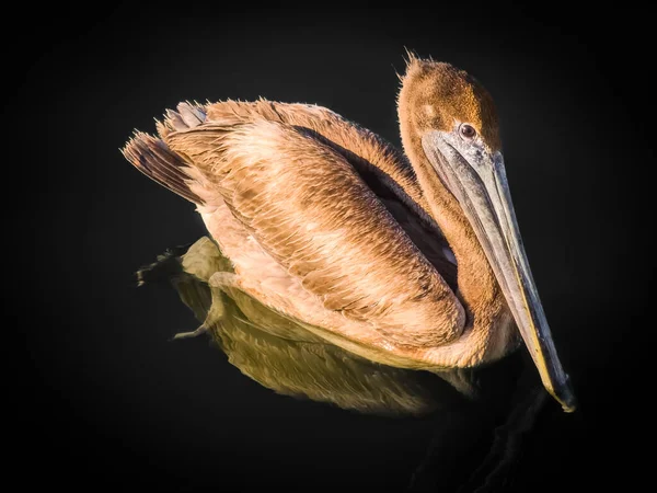 American Brown Pelican Pelecanus Occidentalis Plovoucí Neapoli Přístav Tmavým Pozadím — Stock fotografie