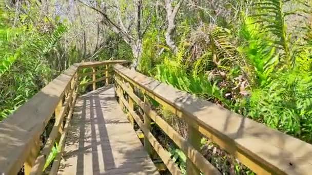 Ruta Hamaca Caoba Parque Nacional Everglades Florida Rastro Hamaca Caoba — Vídeos de Stock