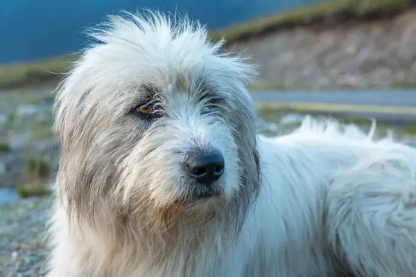 Portret Van Roemeense Mioritic Shepherd Dog Roemeense Karpaten Herder Hond — Stockfoto