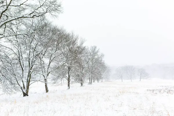 Kar Fırtınası Sırasında Karlı Ağaçlarla Chatham New Jersey Kış Mevsimi — Stok fotoğraf