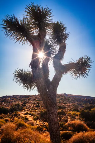 Joshua Boompark Bij Zonsondergang Mojave Woestijn Californië Met Zonnestralen Schijnt Stockfoto