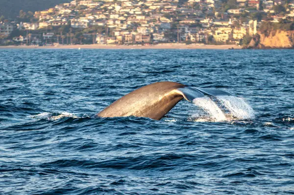 Whale Dives Pacific Ocean Late Afternoon Los Angeles California — Stock Photo, Image