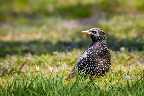 European Starling Grass Blurred Background Native Europe Introduced New York — Stockfoto