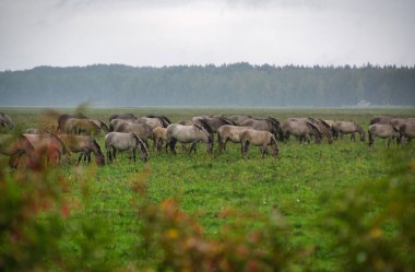 A group of endangered wild mustangs and cows graze on a vast meadow, surrounded by idyllic countryside. The majestic animals are free-roaming and enjoy the peaceful serenity of their natural habitat