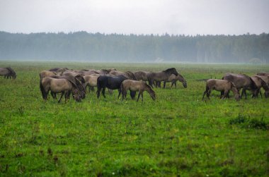 A group of endangered wild mustangs and cows graze on a vast meadow, surrounded by idyllic countryside. The majestic animals are free-roaming and enjoy the peaceful serenity of their natural habitat