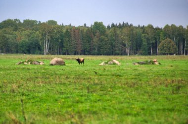 A group of endangered wild mustangs and cows graze on a vast meadow, surrounded by idyllic countryside. The majestic animals are free-roaming and enjoy the peaceful serenity of their natural habitat