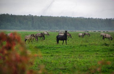 A group of endangered wild mustangs and cows graze on a vast meadow, surrounded by idyllic countryside. The majestic animals are free-roaming and enjoy the peaceful serenity of their natural habitat