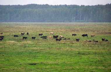 A group of endangered wild mustangs and cows graze on a vast meadow, surrounded by idyllic countryside. The majestic animals are free-roaming and enjoy the peaceful serenity of their natural habitat
