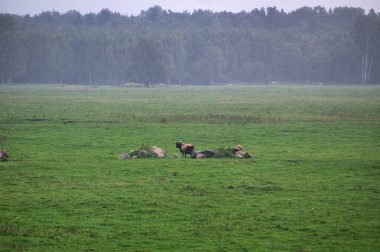 A group of endangered wild mustangs and cows graze on a vast meadow, surrounded by idyllic countryside. The majestic animals are free-roaming and enjoy the peaceful serenity of their natural habitat