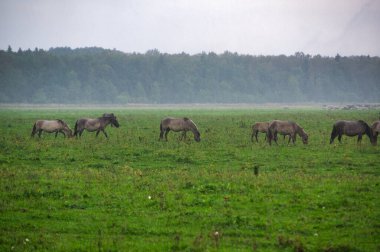 A group of endangered wild mustangs and cows graze on a vast meadow, surrounded by idyllic countryside. The majestic animals are free-roaming and enjoy the peaceful serenity of their natural habitat
