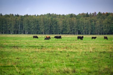 A group of endangered wild mustangs and cows graze on a vast meadow, surrounded by idyllic countryside. The majestic animals are free-roaming and enjoy the peaceful serenity of their natural habitat