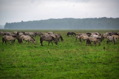A group of endangered wild mustangs and cows graze on a vast meadow, surrounded by idyllic countryside. The majestic animals are free-roaming and enjoy the peaceful serenity of their natural habitat