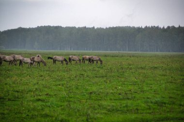 A group of endangered wild mustangs and cows graze on a vast meadow, surrounded by idyllic countryside. The majestic animals are free-roaming and enjoy the peaceful serenity of their natural habitat